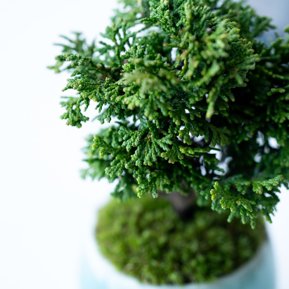 津山ヒノキ｜白萩のうつわ【受け皿セット】